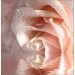 Декоративное панно VIP Кремовая роза 196х201 (6 листов)   купить недорого в Брянске