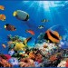 Декоративное панно VIP Коралловый риф 294х134 (6 листов)   купить недорого в Брянске