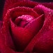 Декоративное панно Бархатная роза 134х98 (2 листа) купить недорого в Брянске