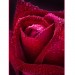 Купить Декоративное панно Бархатная роза 134х98 (2 листа) в Брянске в Интернет-магазине Remont Doma