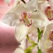 Декоративное панно Розовая орхидея 196х201 (6 листов) купить недорого в Брянске