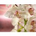 Купить Декоративное панно Розовая орхидея 196х201 (6 листов) в Брянске в Интернет-магазине Remont Doma