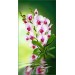 Купить Декоративное панно VIP Орхидея 261х134 (6л)  в Брянске в Интернет-магазине Remont Doma