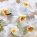 Декоративное панно Белая орхидея 196х134 (4 листа) купить недорого в Брянске