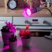 Купить Лампа светодиодная для растений. Форма "A", прозрачная. LED-A60-15W/SPSB/E27/CL PLP30GR  в Брянске в Интернет-магазине Remont Doma