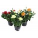 Купить Грунт Цветочный  5л  Нов-Агро в Брянске в Интернет-магазине Remont Doma