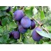Купить Минеральное удобрение Для плодовых деревьев и ягодных культур (0,9кг) в Брянске в Интернет-магазине Remont Doma