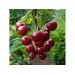 Минеральное удобрение Для плодовых деревьев и ягодных культур (0,9кг) купить недорого в Брянске