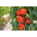 Минеральное удобрение Для томатов, перцев и баклажанов (0,9кг)  купить недорого в Брянске