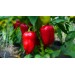 Купить Минеральное удобрение Для томатов, перцев и баклажанов (0,9кг)  в Брянске в Интернет-магазине Remont Doma
