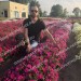 Купить Партнер Петуния серия Итальянка МАНУЭЛЛА F1 /многоцветковая каскадная розовая 5 шт. в амп в Брянске в Интернет-магазине Remont Doma