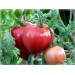 Купить Удобрение Агровита для томатов,перцев и баклажанов 100г в Брянске в Интернет-магазине Remont Doma