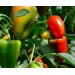 Удобрение Агровита для томатов,перцев и баклажанов 100г купить недорого в Брянске